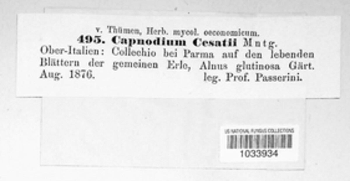 Microxiphium cesatii image